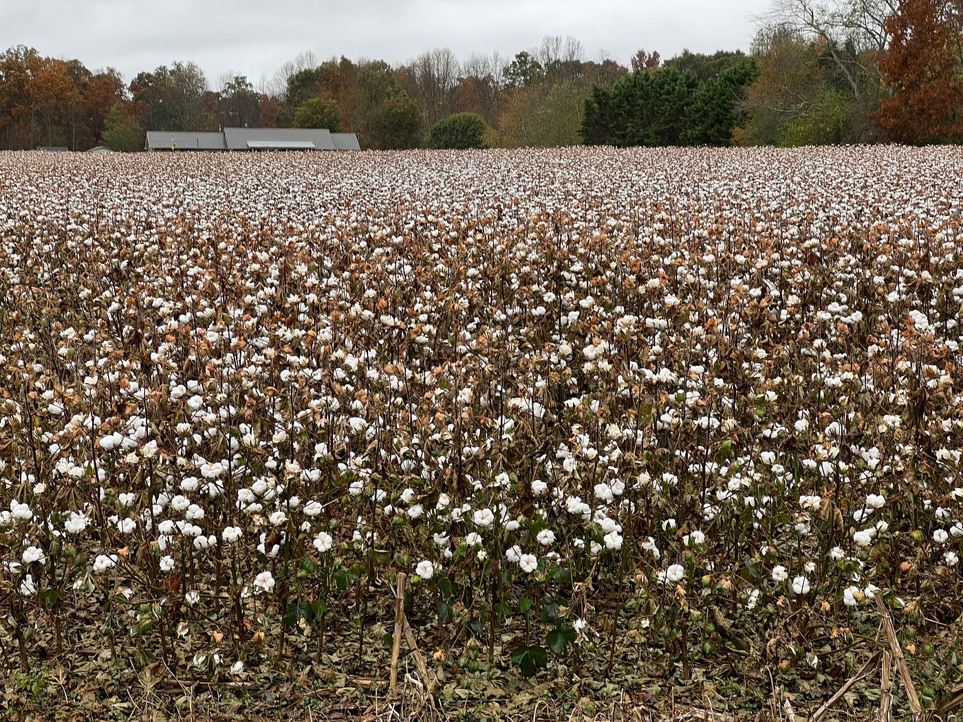 Why Cotton is Considered to be a “Dirty” Crop